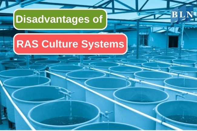 8 Disadvantages of RAS Systems for Aquaculture